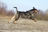 CATAHOULA 003